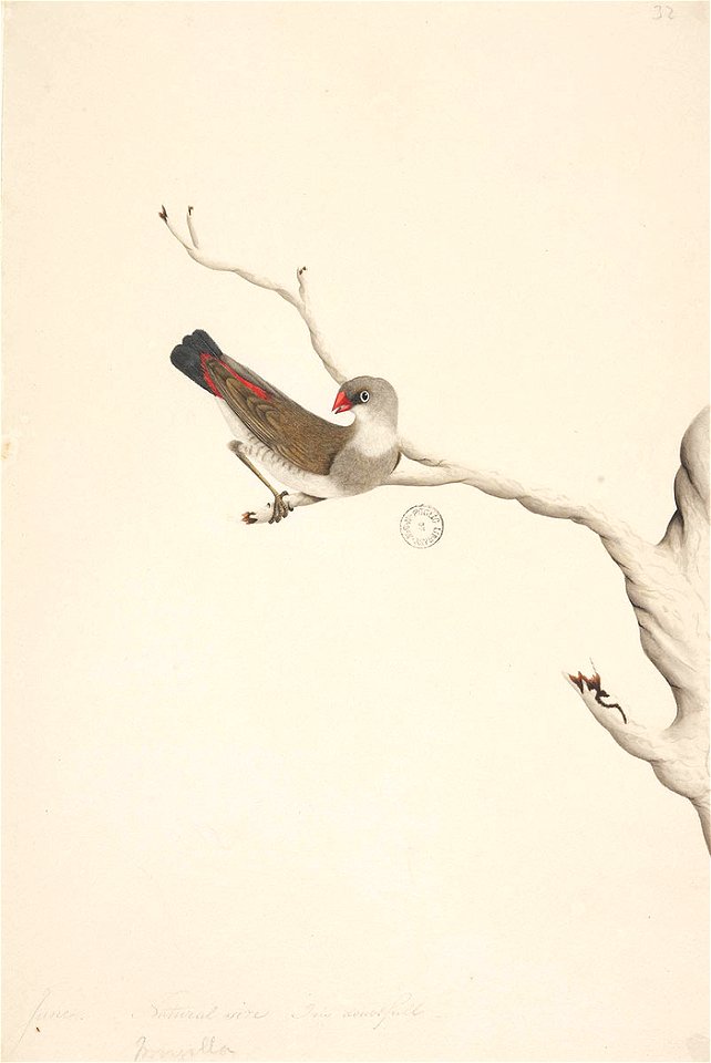 f.41  Diamond Firetail  [Stagonopleura guttata, immature]