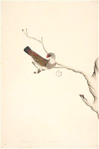 f.41  Diamond Firetail  [Stagonopleura guttata, immature]