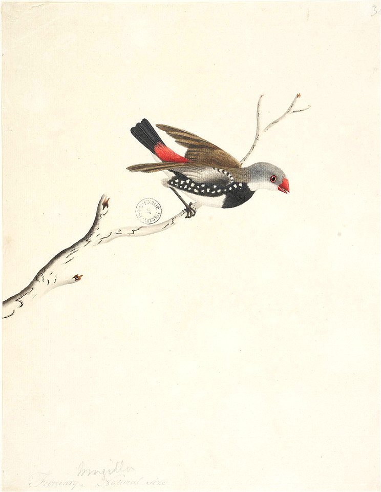 f.43  Diamond Firetail  [Stagonopleura guttata]