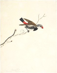f.43  Diamond Firetail  [Stagonopleura guttata]