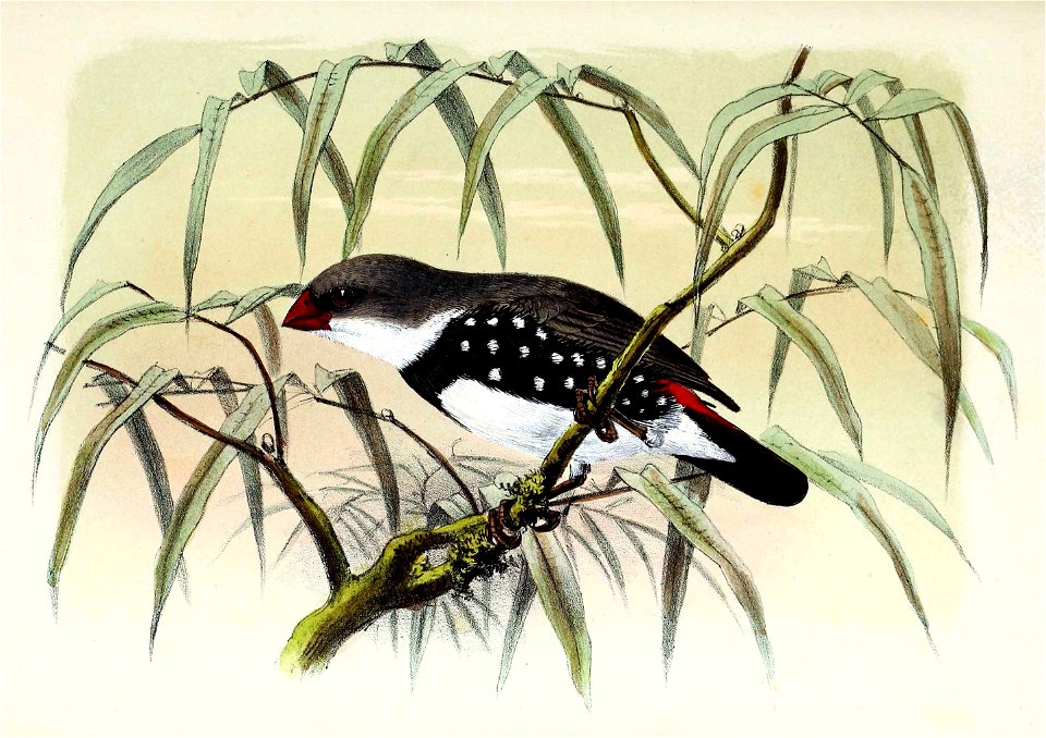 English:  « Amadina lathami » = Stagonopleura guttata (Diamond firetail)Français :  « Amadina lathami » = Stagonopleura guttata (Diamant à gouttelettes)