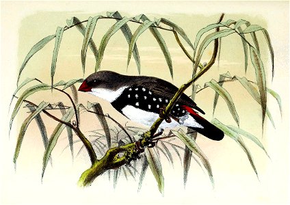 English:  « Amadina lathami » = Stagonopleura guttata (Diamond firetail)Français :  « Amadina lathami » = Stagonopleura guttata (Diamant à gouttelettes)