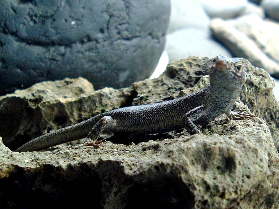 Picture of the lizard Trachylepis atlantica taken on Fernando de Noronha island in Brazil.