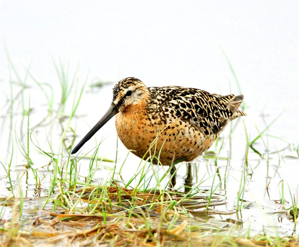 The Short-billed Dowitcher is the theme bird for the Detroit Lakes Festival of Birds. Photo by J. Williams.