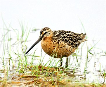 The Short-billed Dowitcher is the theme bird for the Detroit Lakes Festival of Birds. Photo by J. Williams. photo