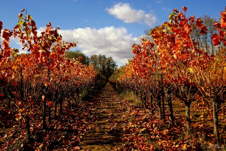 Autumn color vineyard photo