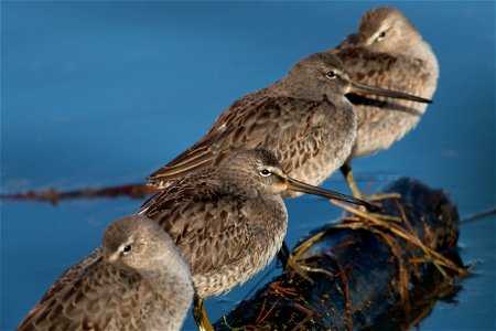 Short-billed Dowitchers You are free to use this image with the following photo credit: Peter Pearsall/U.S. Fish and Wildlife Service photo