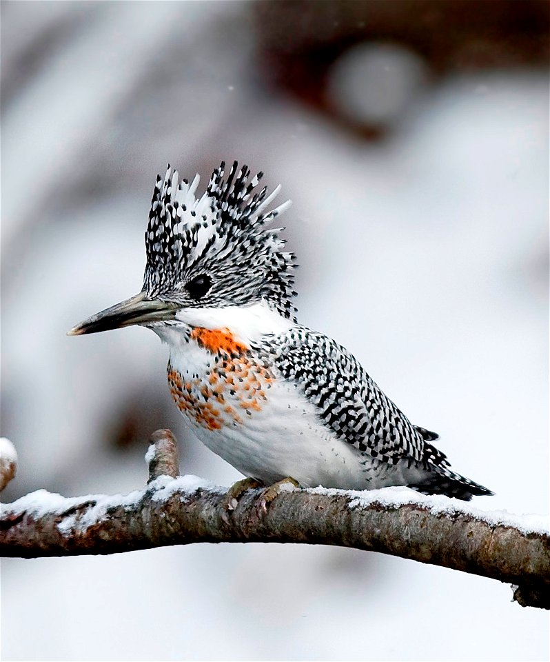 A male Crested kingfisher at Asahikawa city in Hokkaido, Japan