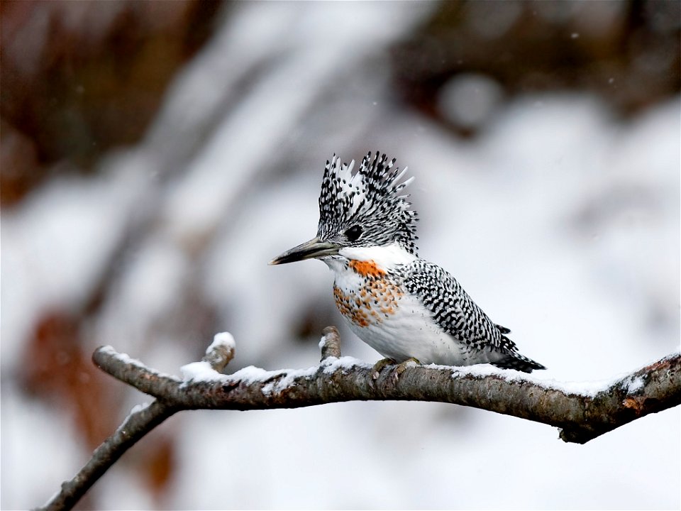 A male Crested kingfisher at Asahikawa city in Hokkaidō, Japan