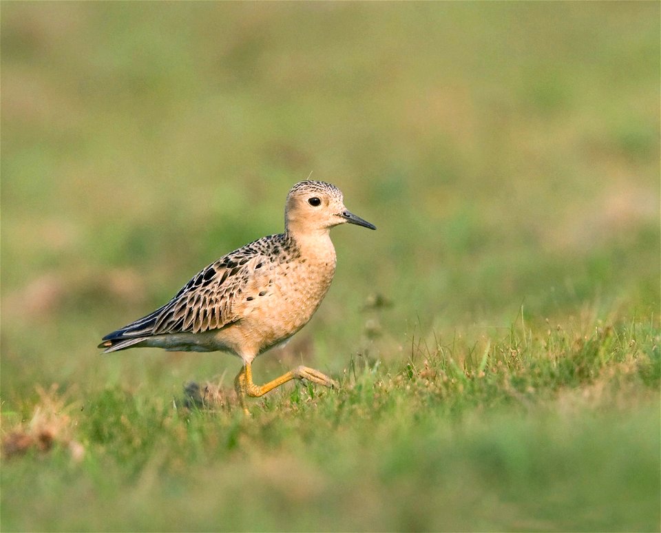 Buff-breasted Sandpiper in Bolivia. Credit: Asociacion Armonia