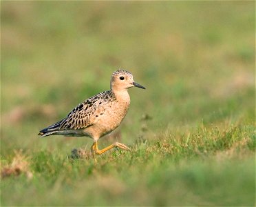 Buff-breasted Sandpiper in Bolivia. Credit: Asociacion Armonia