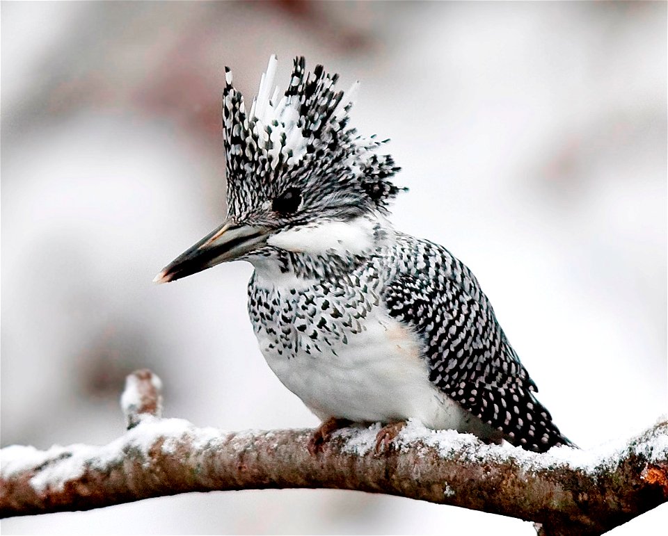 A female Crested kingfisher at Asahikawa city in Hokkaido, Japan