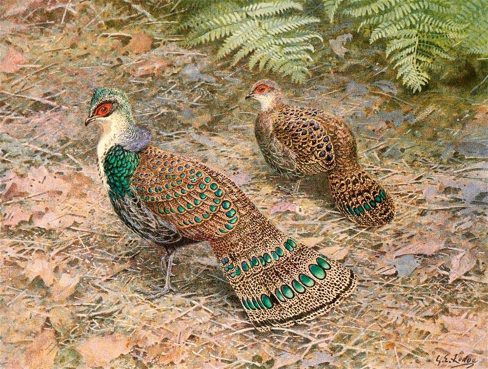 Bornean Peacock Pheasant (Polyplectron schleiermacheri)