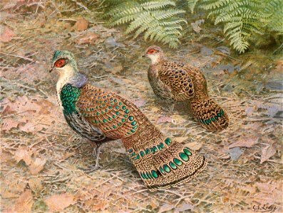 Bornean Peacock Pheasant (Polyplectron schleiermacheri)