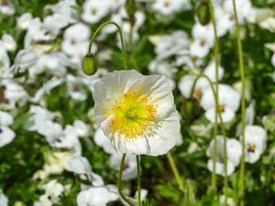 Large small nature