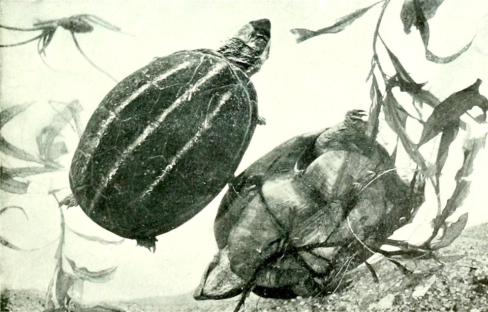Kinosternon baurii