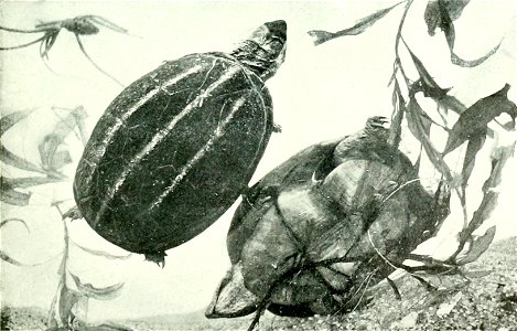 Kinosternon baurii
