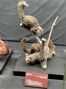 Taxidermy exhibit in the Kunming Natural History Museum of Zoology (昆明动物博物馆), Kunming, Yunnan, China.