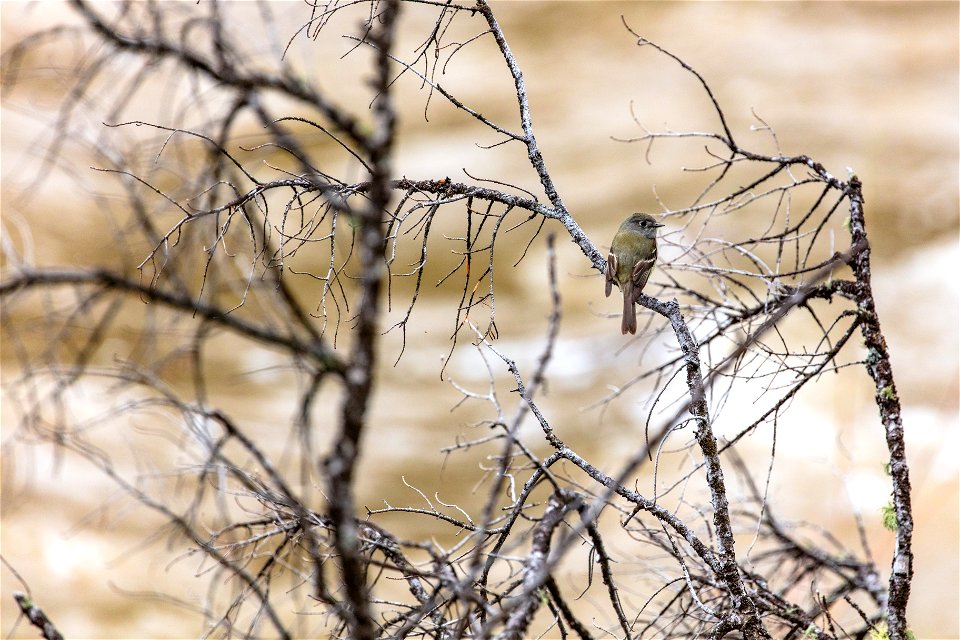 Hammond's flycatcher (Empidonax hammondii) perched along the Yellowstone RIver