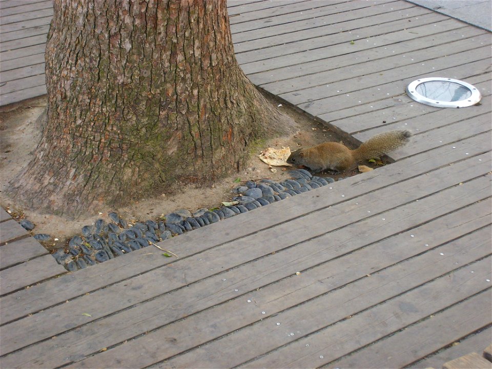 A squirrel, Callosciurus erythraeus, at West Lake, Hangzhou.