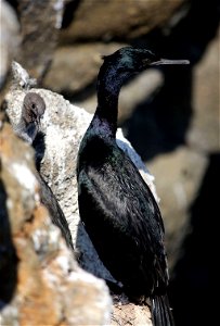 Pelagic Cormorant and chick You are free to use this image with the following photo credit: Peter Pearsall/U.S. Fish and Wildlife Service photo