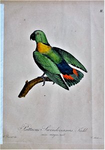 Agapornis swindernianus