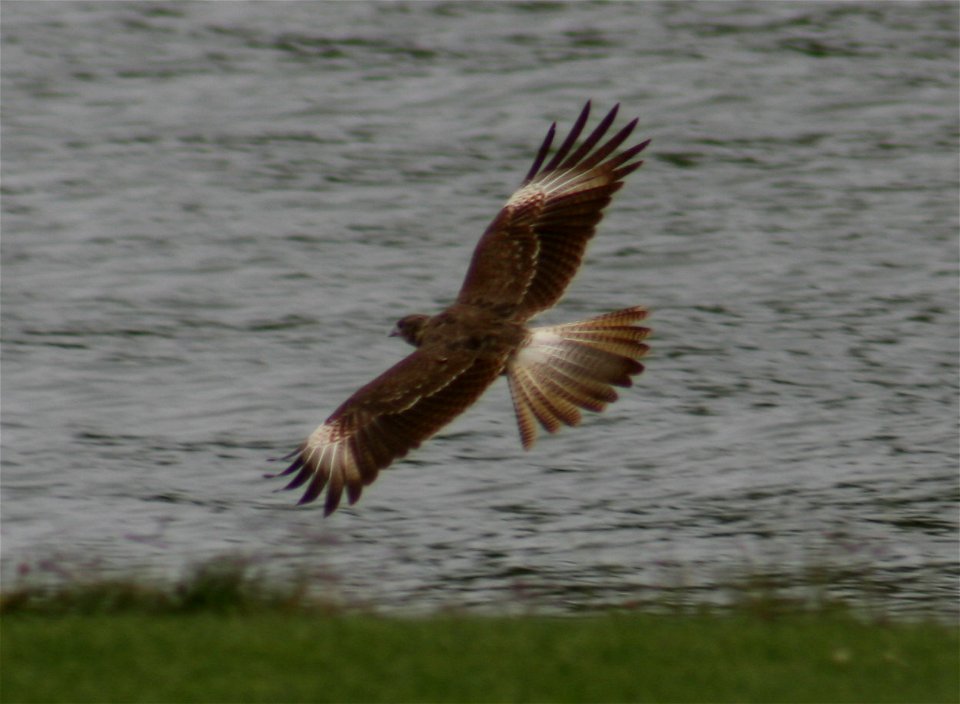 De la familia de los halcones. Muy común en los campos chilenos. Se alimenta de pequeños mamíferos, aves, culebras, anfibios e insectos