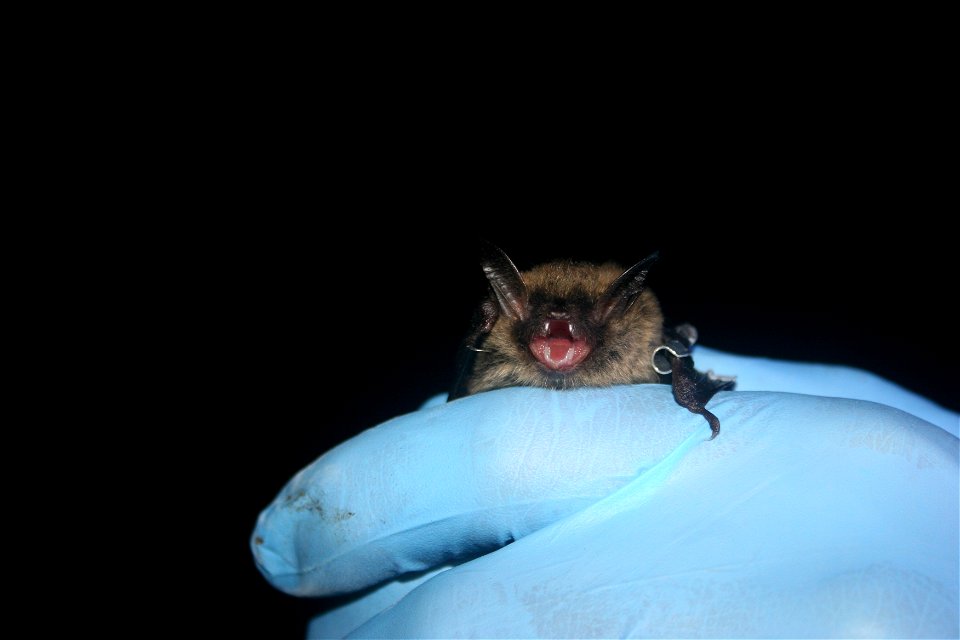 Given the rarity of northern long-eared bats, biologists were excited to catch and tag them!
Photo credit: Keith Shannon/USFWS

Follow USFWS Northeast on social at www.facebook.com/usfwsnortheast and 