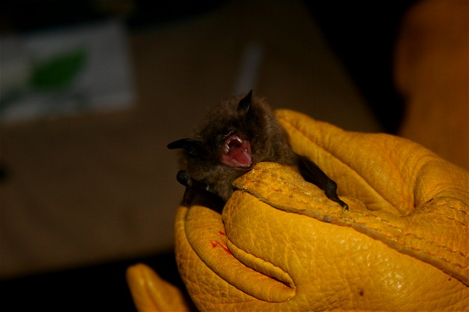 Given their rarity, biologists were excited when northern long eared bats were able to be tagged.
Photo credit: Keith Shannon/USFWS

Follow USFWS Northeast on social at www.facebook.com/usfwsnortheast