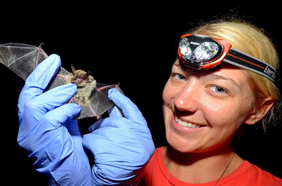 Jackie Jeffrey shows a northern long-eared bat during the 2013 Bat Blitz in Oklahoma. Credit: Pete Pattavina/U.S. Fish and Wildlife Service