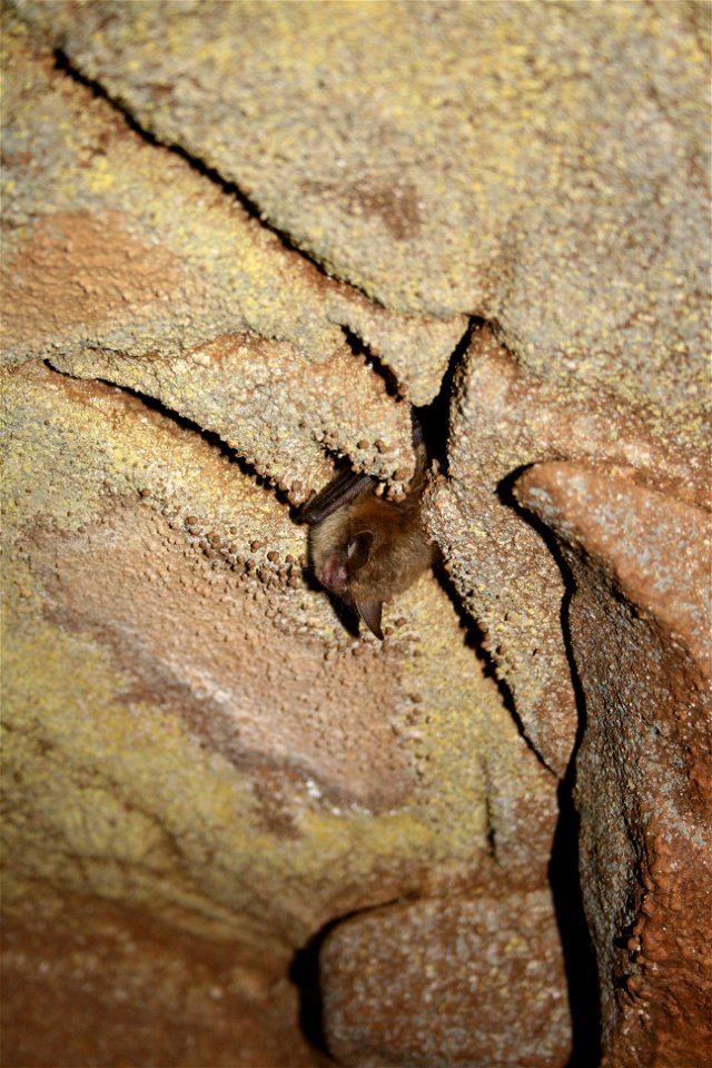 Hibernating Northern long-eared bat (Myotis septentrionalis)

credit USFWS/Ann Froschauer