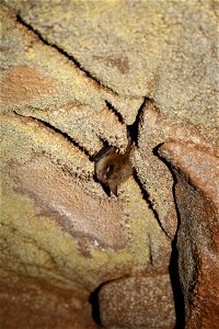 Hibernating Northern long-eared bat (Myotis septentrionalis)

credit USFWS/Ann Froschauer