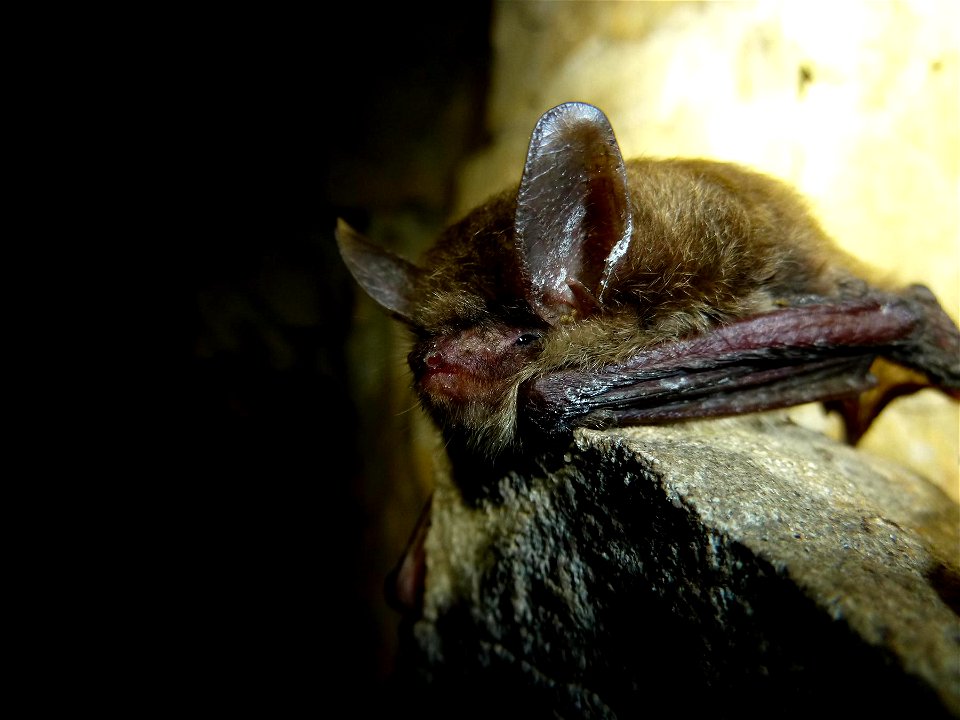 Northern long-eared bat with visible symptoms of white-nose syndrome.



Photo credit: NPS/Steven Thomas