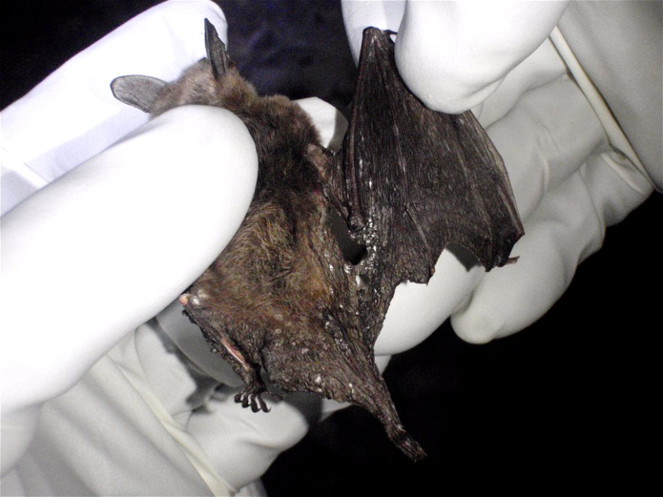 This Northern long-eared bat was found dead in the Avery County mine, sent to be tested for white-nose syndrome, and came back positive.
Credit: Gabrielle Graeter/NCWRC

www.fws.gov/whitenosesyndrome