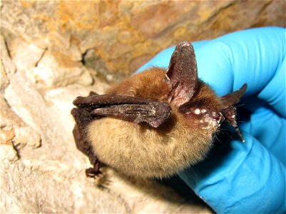 Myotis septentrionalis, northern myotis (Vespertilionidae) with growth of Geomyces destructans clearly evident. LaSalle County, Illinois. January 2013

Photo credit: University of Illinois/Steve Taylo