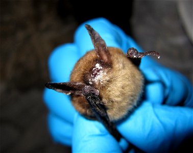Myotis septentrionalis, northern myotis (Vespertilionidae) with growth of Geomyces destructans clearly evident. LaSalle County, Illinois. January 2013

Photo credit: University of Illinois/Steve Taylo