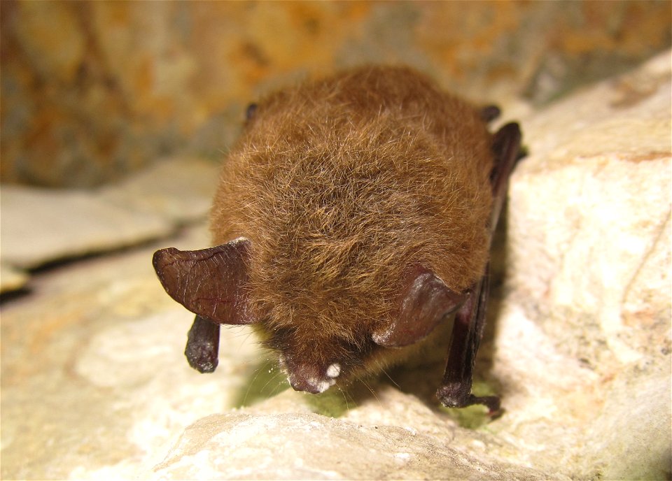 Myotis septentrionalis, northern myotis (Vespertilionidae) showing signs of White Nose Syndrome (WNS). LaSalle County, Illinois. January 2013

Photo credit: University of Illinois/Steve Taylor