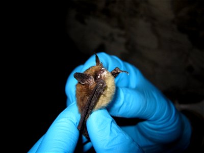 Myotis septentrionalis, northern myotis (Vespertilionidae) with growth of Geomyces destructans clearly evident. LaSalle County, Illinois. January 2013

Photo credit: University of Illinois/Steve Taylo