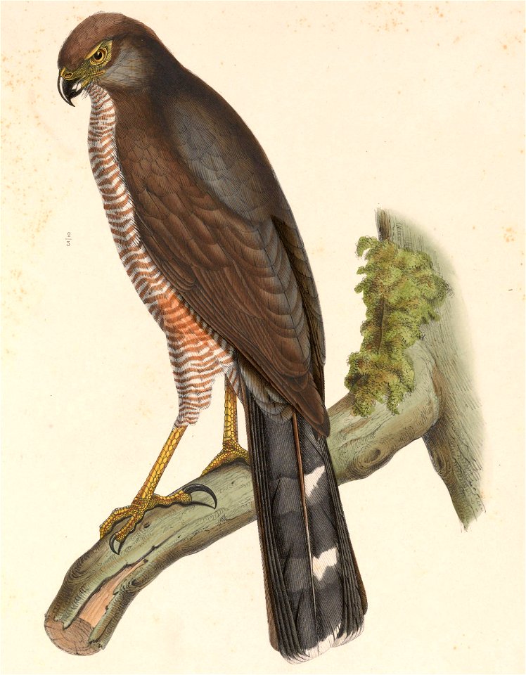 Accipiter polyzonus = Accipiter tachiro tachiro (Subspecies of African Goshawk)