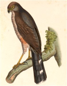 Accipiter polyzonus = Accipiter tachiro tachiro (Subspecies of African Goshawk)