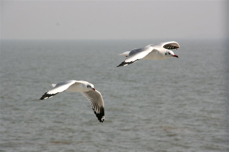 A pair of Brown-headed Gulls flying over the sea off the coast of Mumbai, India