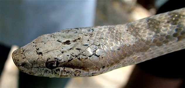 This female was photographed by Dr. Kevin Wright at a survey done in August 2004.