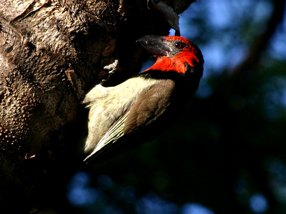 Black-collared Barbet (Lybius torquatus) in Johannesburg garden