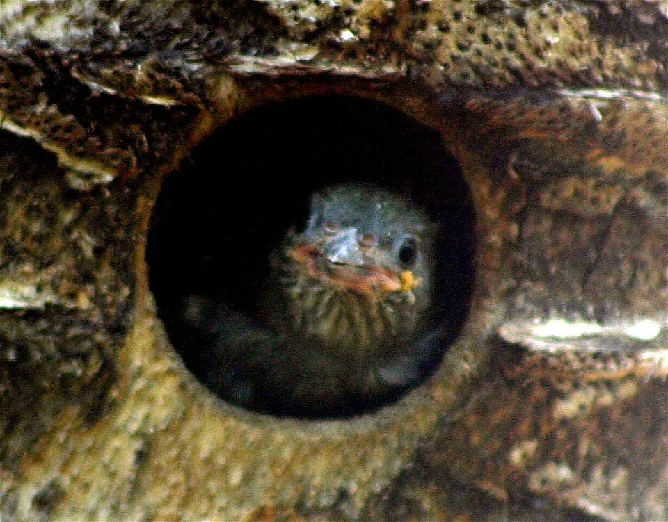 Lesser Honeyguide nestling, a brood parasite of barbets. Here it waits to be fed in an artificial sisal-log nest used by a Black-collared barbet in Honeydew, Johannesburg.