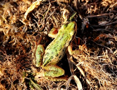 Boreal chorus frogs are common on Seedskadee NWRs wetland and riparian habitats.  They are the smallest frog in Wyoming,  3/4 inch (metamorph) to 1.5 inch.  They can range from  tan, green, or rust re
