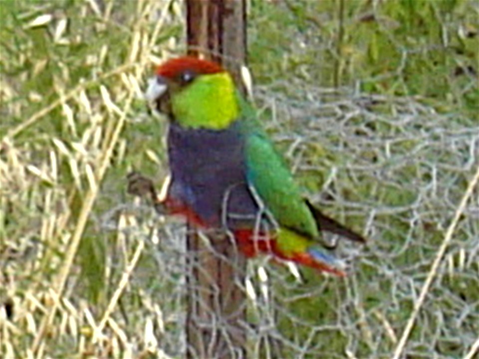 Red-capped Parrot (Purpureicephalus spurius). Male.