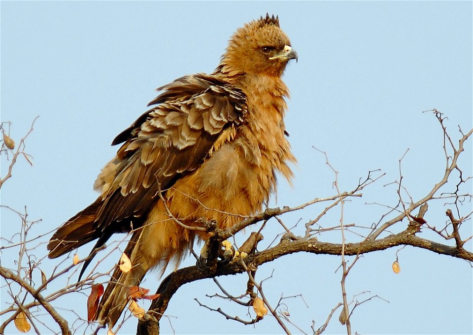 Graham Searlle, Photographed in Kruger National Park, South Africa