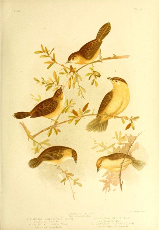 PL.XYl 
YOL Y 
I. CISTICOLA • EX I LI S 
Exile Gr.ass-Wan.blep 
G. J Br»o inowski 
CISTICOLA LINEOCAPILLA (Gould) 
Lineafed Gpass-Wapblen 
4 CISTICOLA JSURA (Could) 
Scjuape-failed G r»ass-War»blei° 
