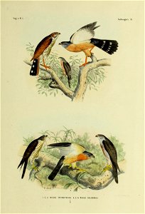 Vo^ V N I 

Valkvogels 20