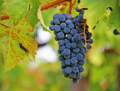 Vine fruit winegrowing